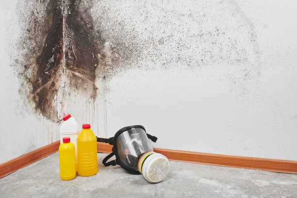 Best Mold Damage Repair  in Carencro, LA