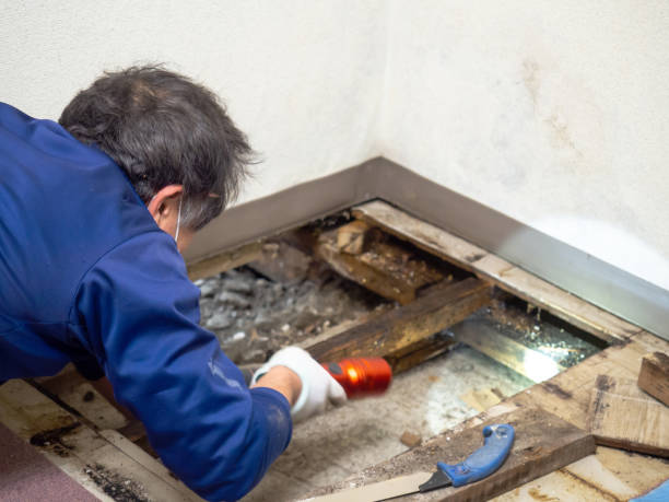 Best Mold Removal Company Near Me  in Carencro, LA