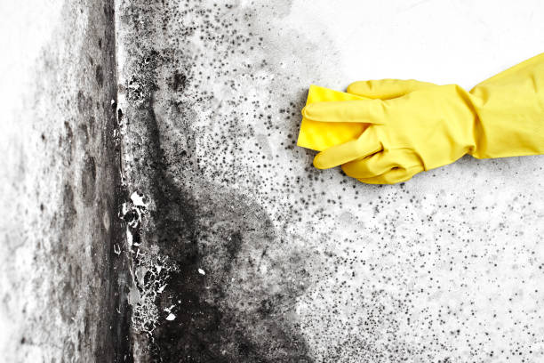 Best Same-Day Mold Removal  in Carencro, LA