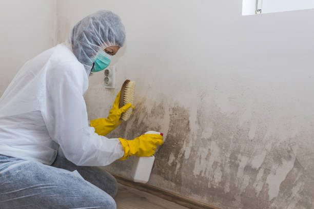 Best Black Mold Removal  in Carencro, LA