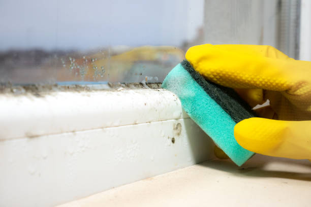 Best Mold Testing  in Carencro, LA