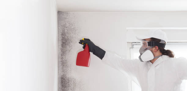 Best Attic Mold Removal  in Carencro, LA