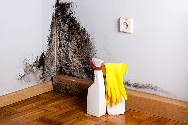 Best Mold Remediation Services  in Carencro, LA