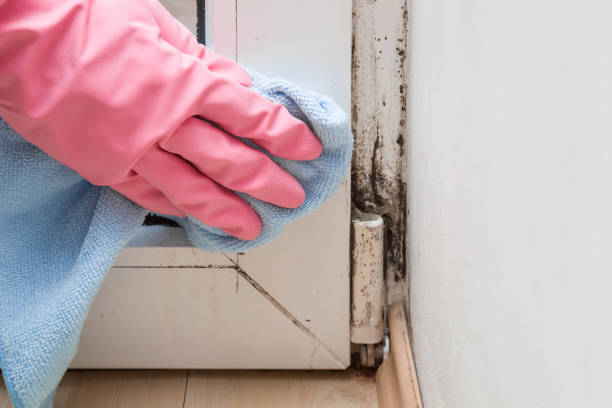 Best Mold Remediation  in Carencro, LA